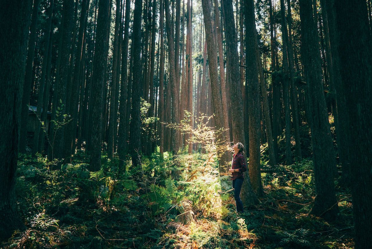 What Is Forest Bathing, Where to Go on a Pilgrimage in Japan