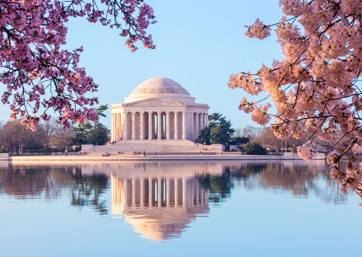 Live Streaming Flower Blooms