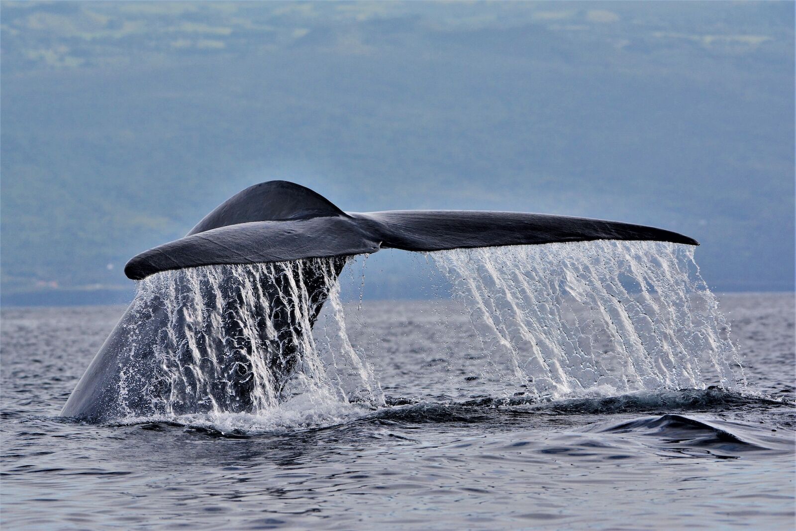 blue whale watching hotels - azores portugal
