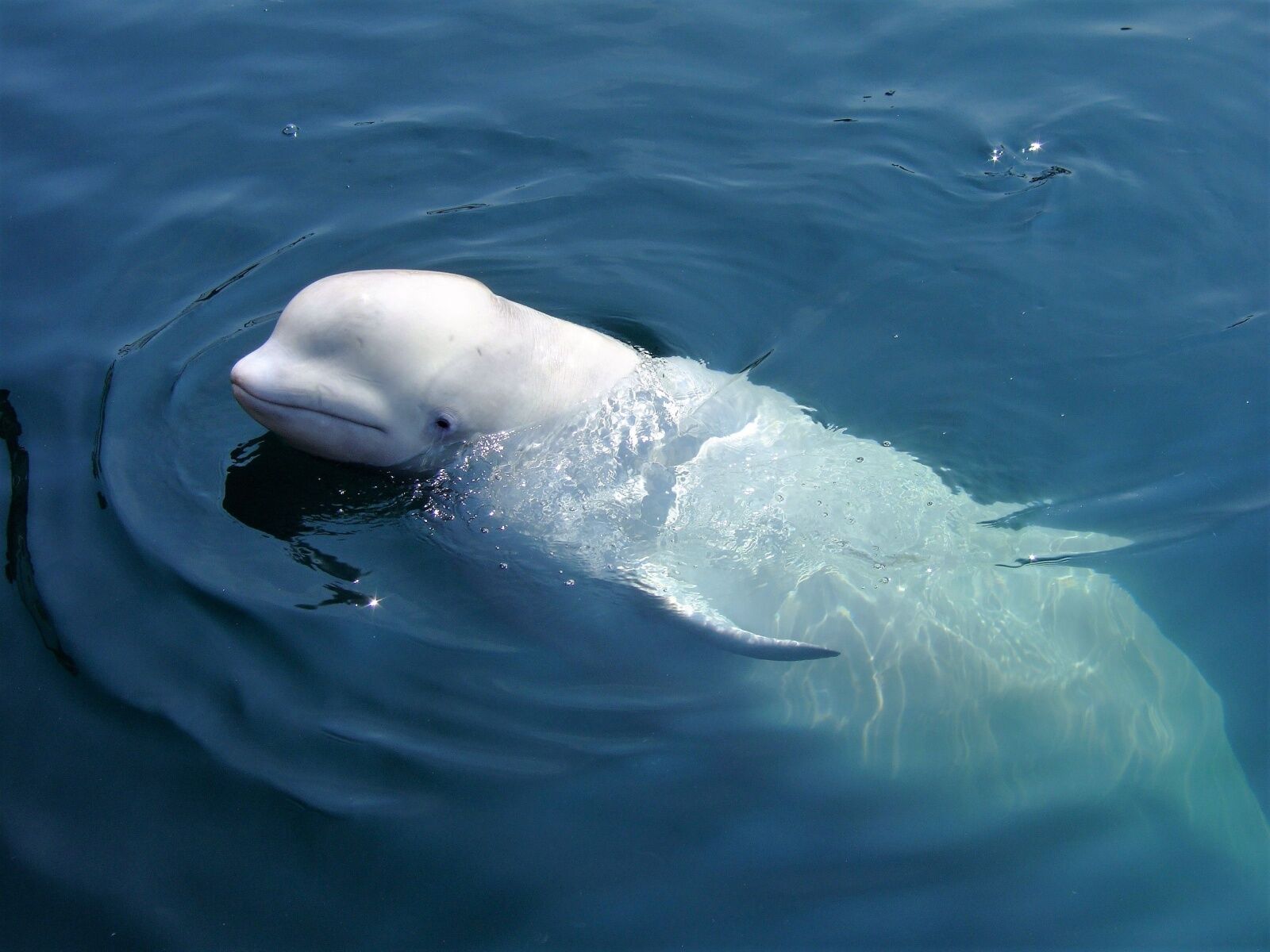 whale watching hotels - beluga in canada 