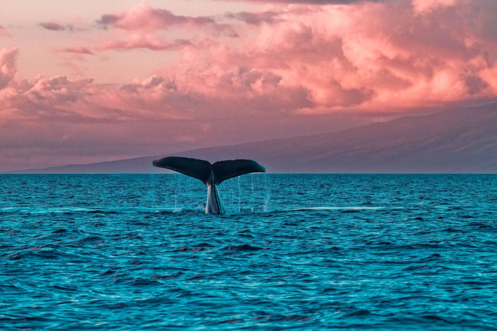 maui whale watching hotel - kanapali 