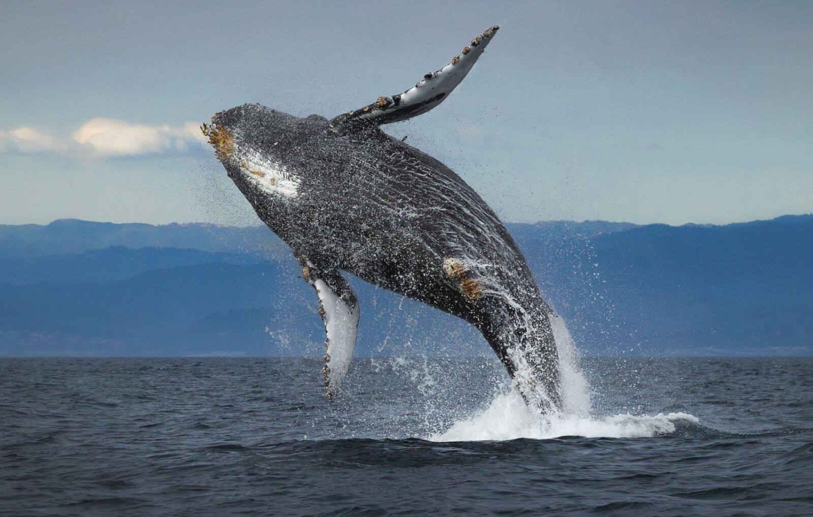 whale jumping monterey california 