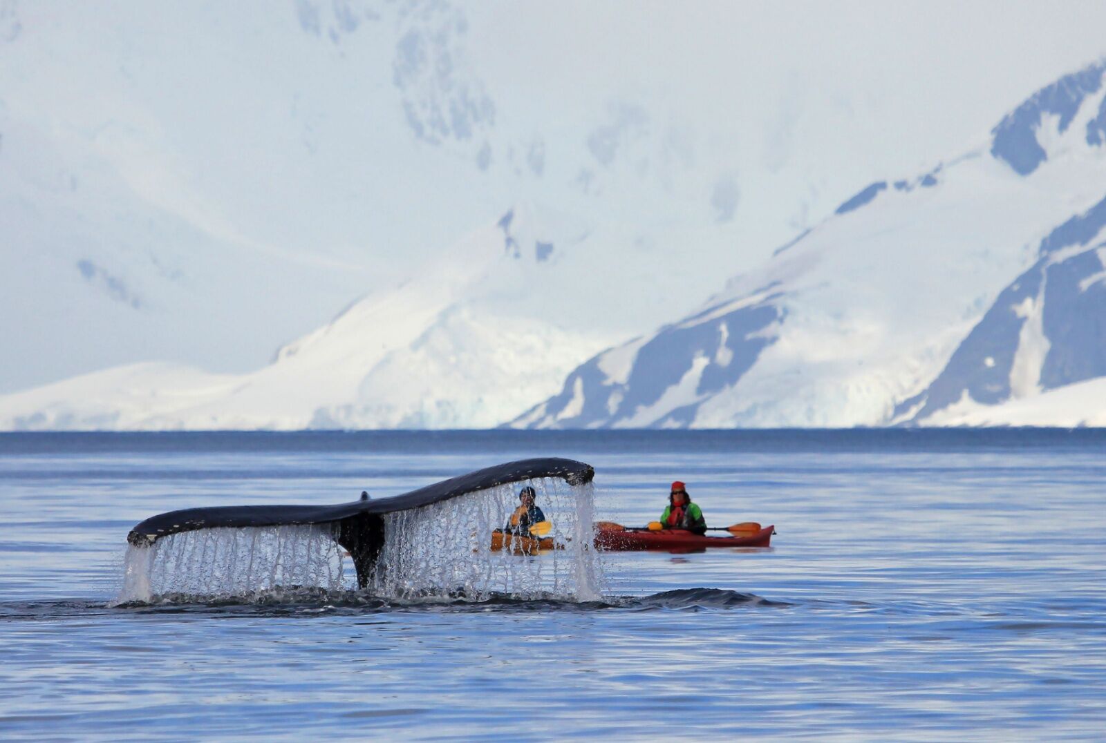 whale watching hotels - kayakers from shore