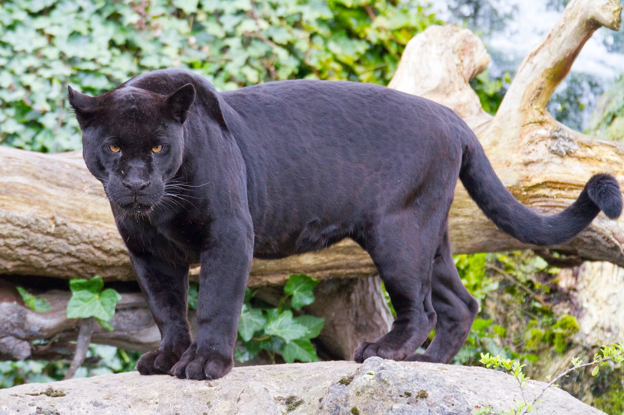 Selfie-Taking Woman Attacked by Jaguar at Zoo