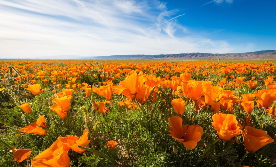 Featured image of post Wildflower Fields In Washington - Due to the growing population and changes in the environment, the areas in which wildflowers grow are in constant fluctuation.