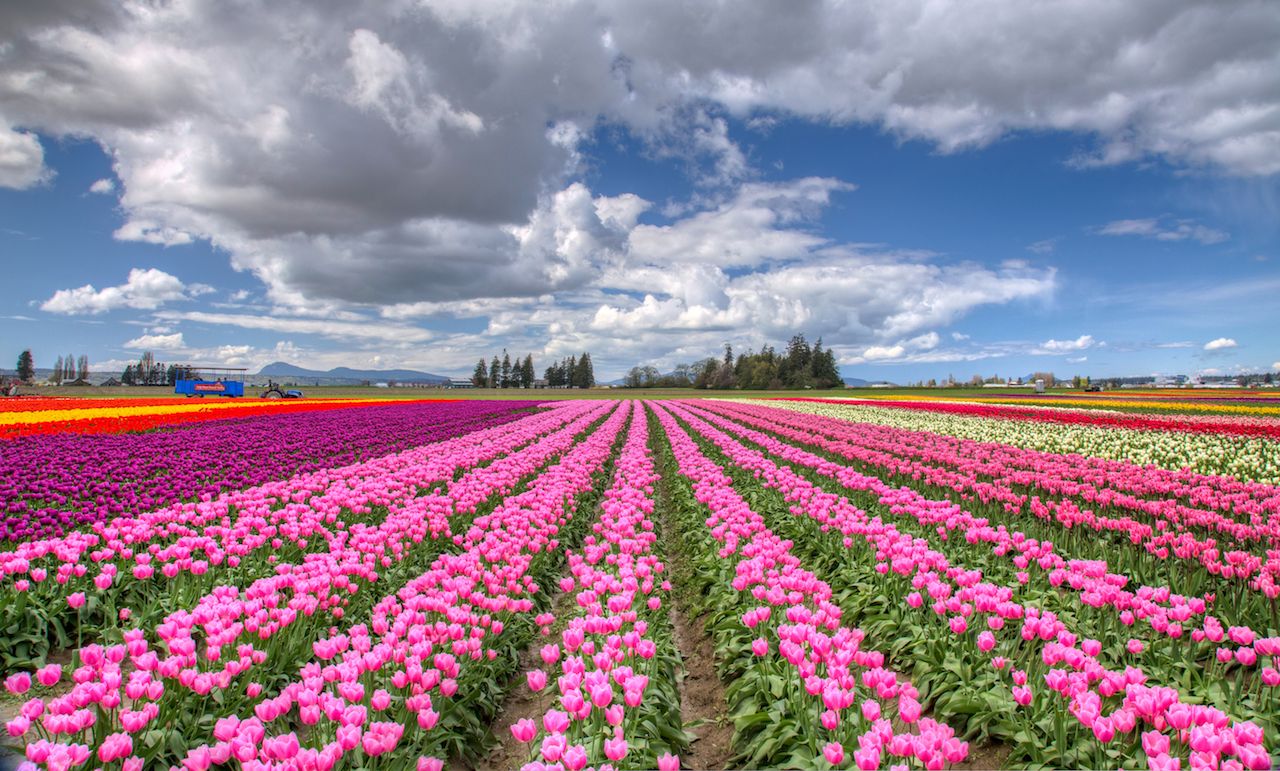 Colorful Tulip Landscape