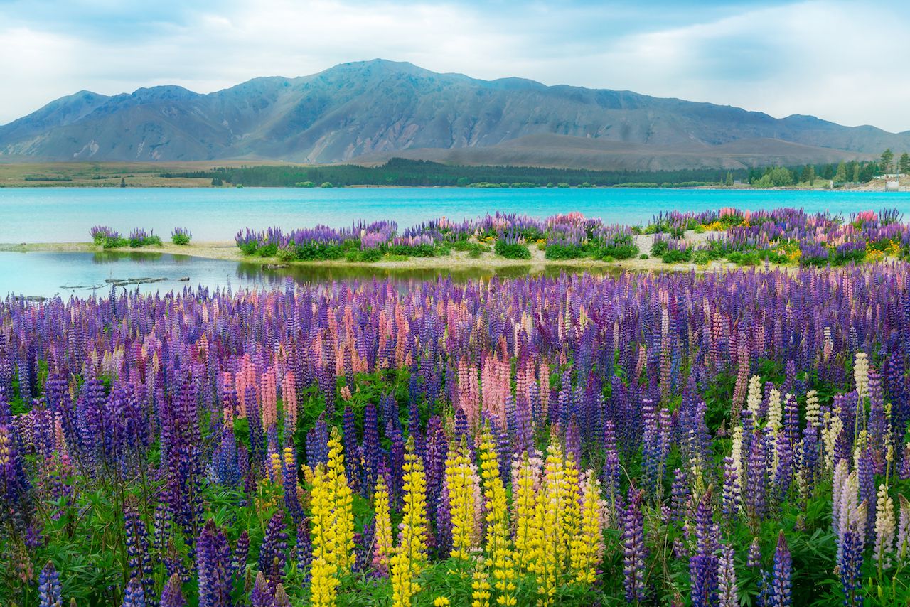 Landscape at Lake Tekapo and Lupine Field in New Zealand