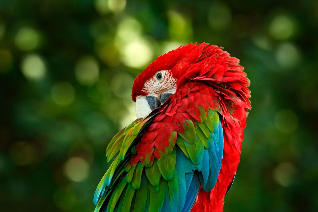 Red and green macaw ara chloroptera bird