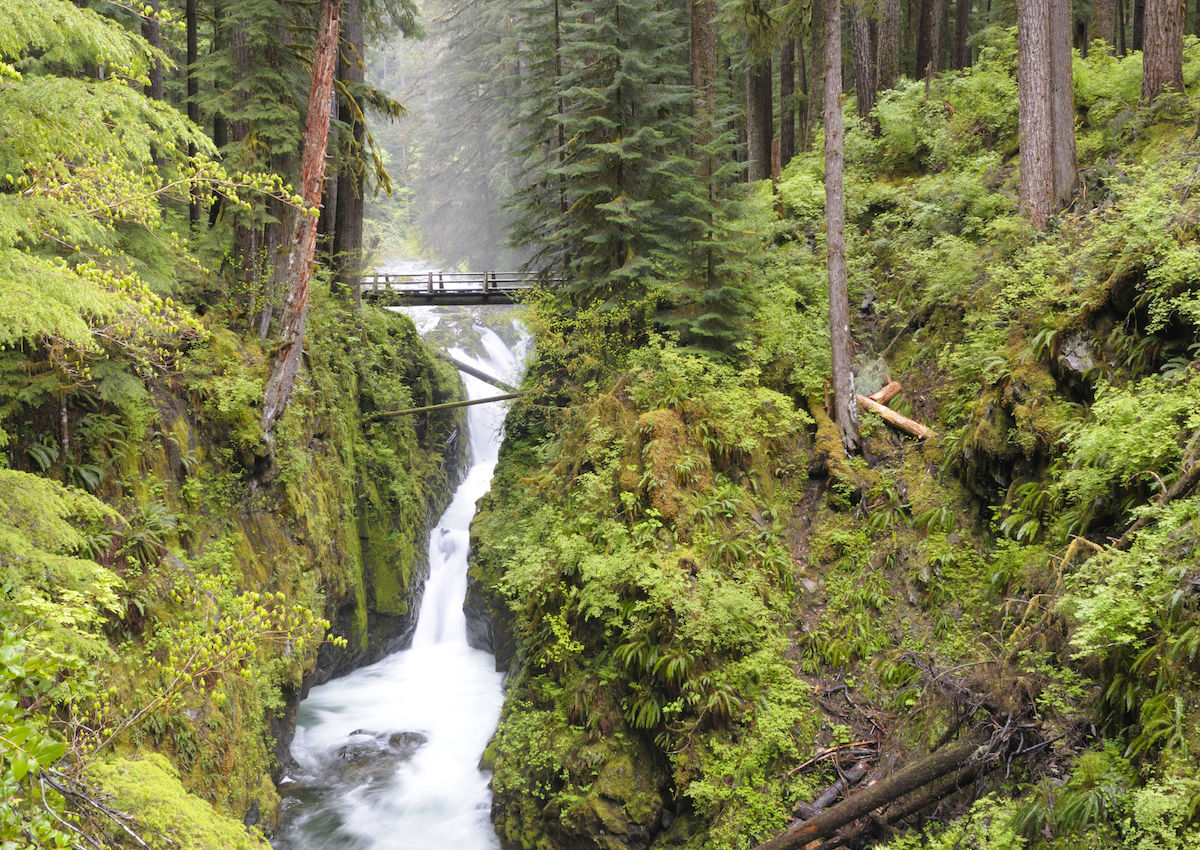 Easy hikes clearance olympic national park