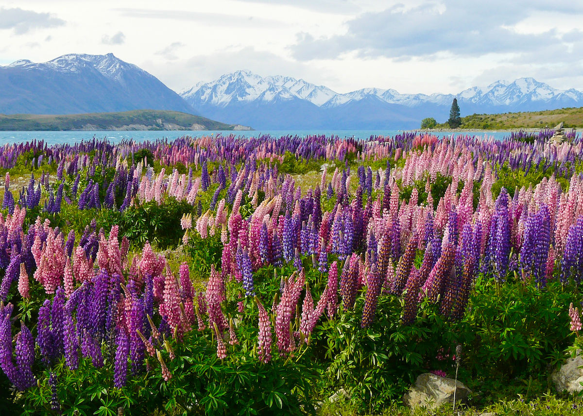 Best Wildflower Blooms in the World and When to Visit