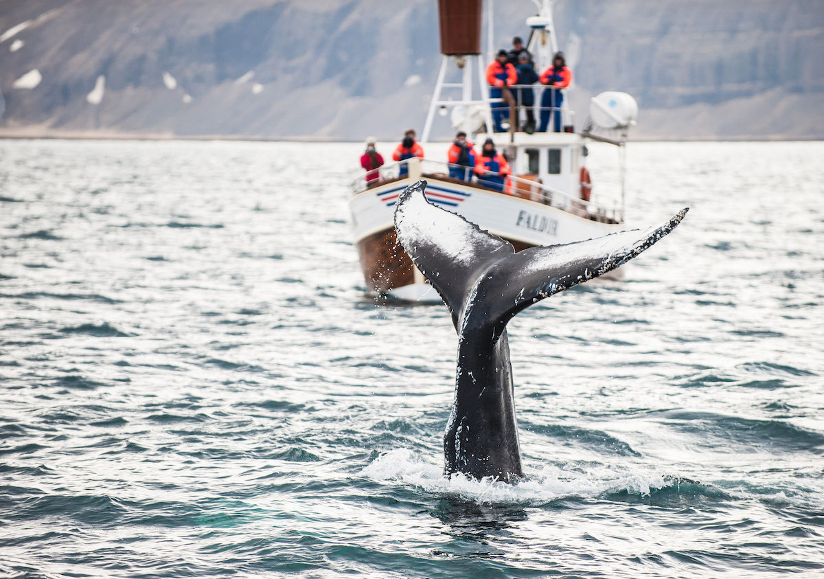 Iceland Will Let 2,000 Whales Be Killed Over Five Years