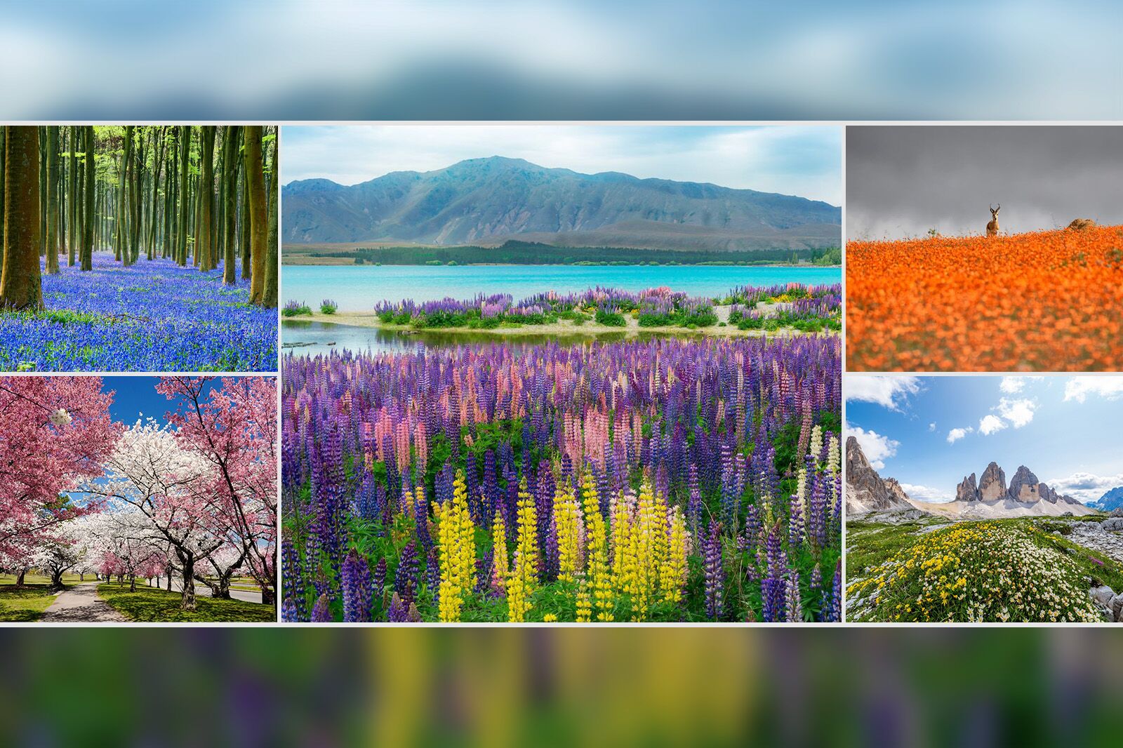 Best wildflower blooms in the world