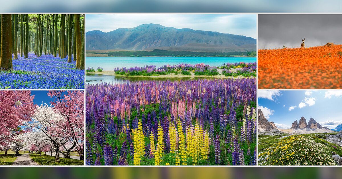 The 11 Most Colorful Wildflower Blooms in the World and When They Peak