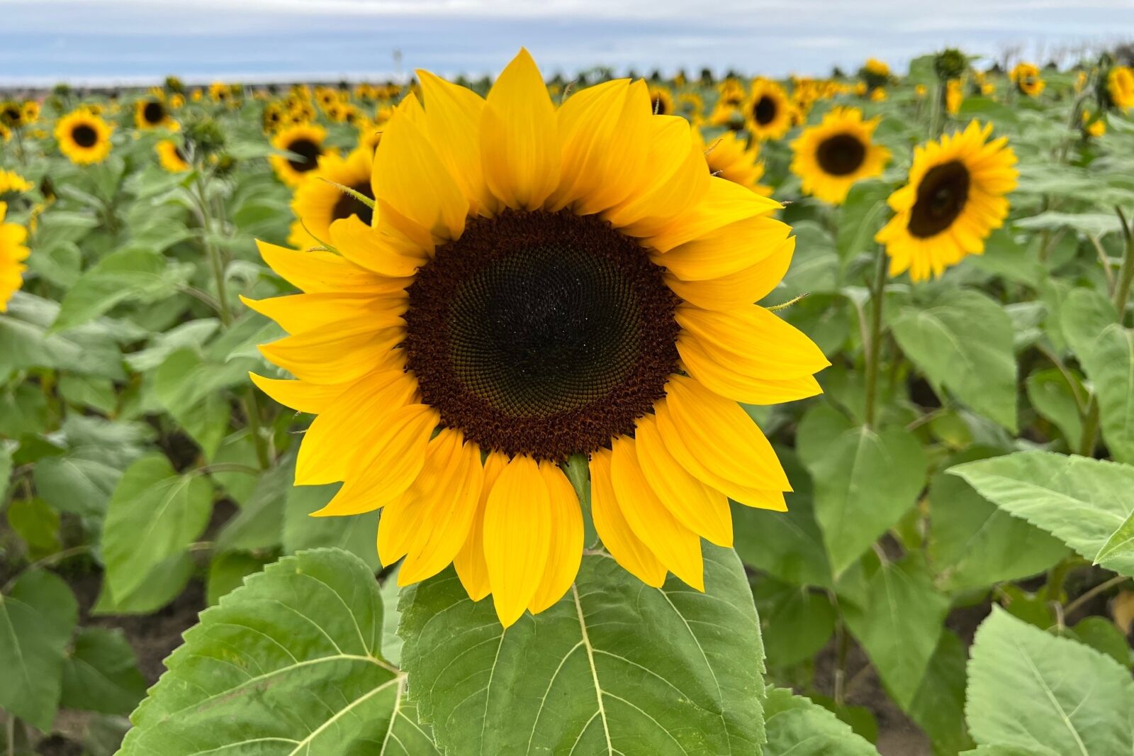 A beautiful Sunflower field in Central Florida