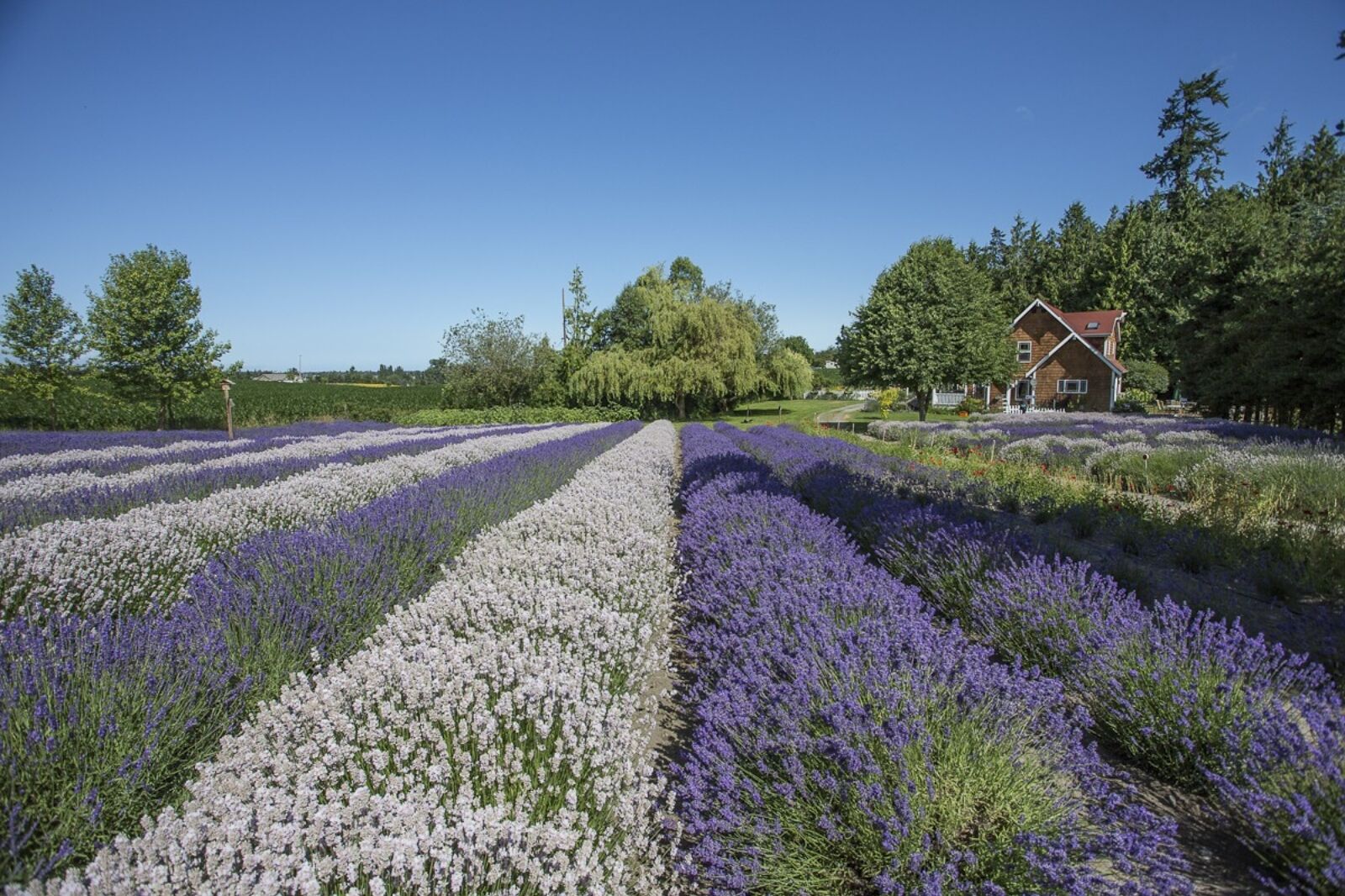 Purple Haze Lavender Farm