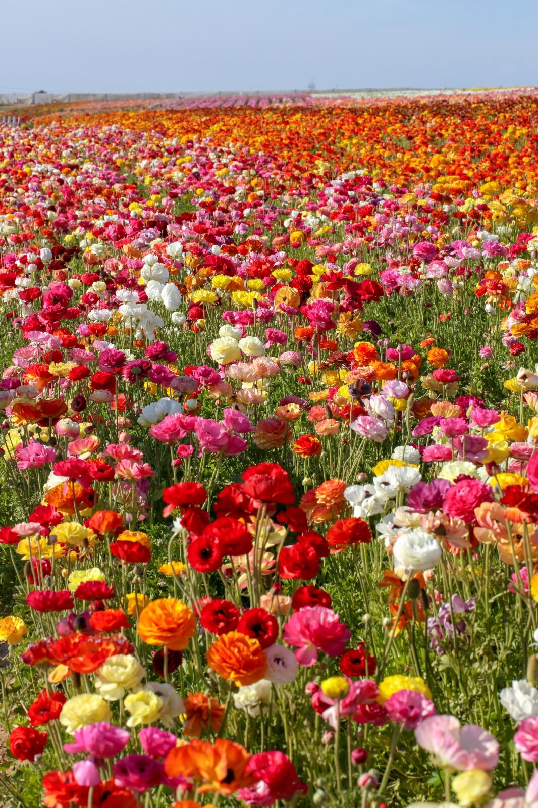 The Flower Fields