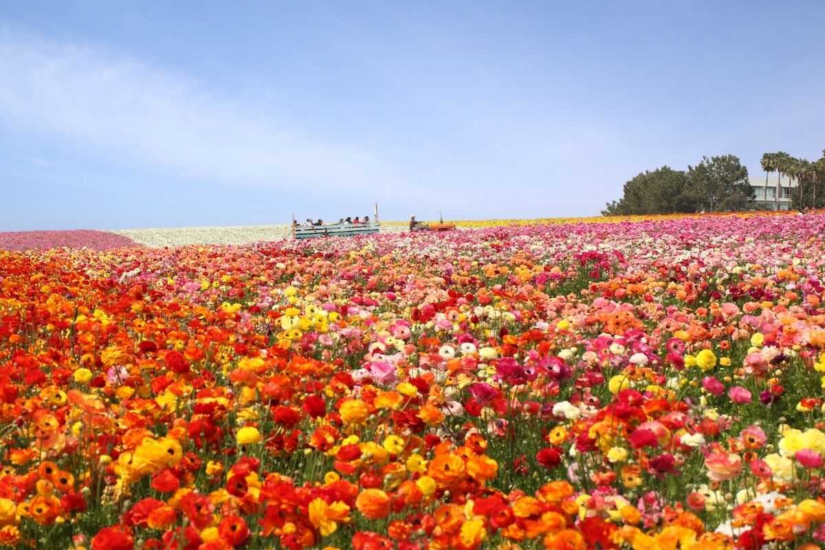 The Most Colorful Flower Fields in the US, From Tulip Festivals to U-Pick Farms