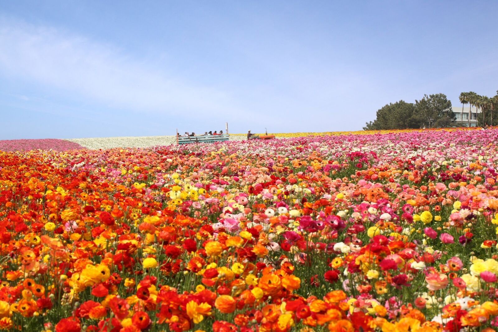 Best flower fields in the US