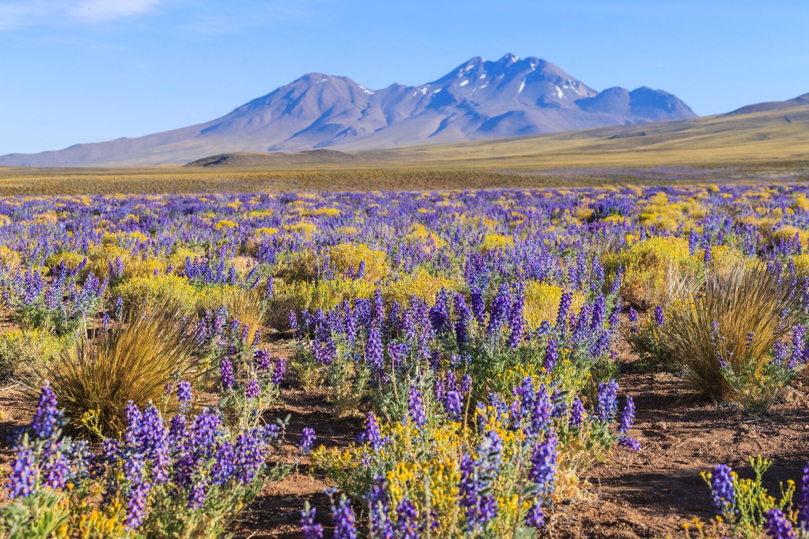 Flowering Atacama desert, Chile