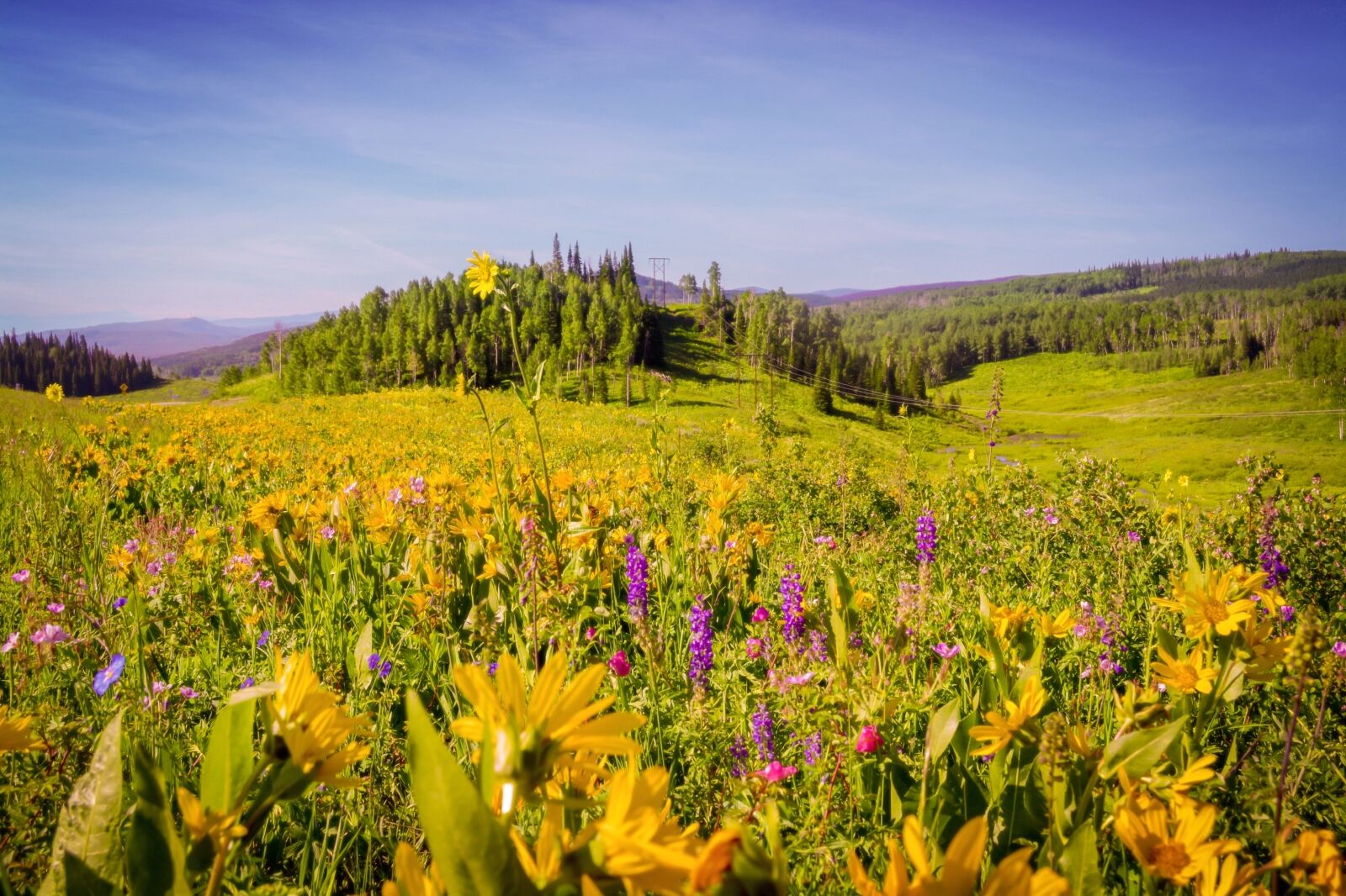 Summer wildflowers in Crested Butte, Colorado