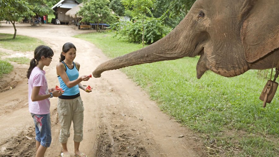 Children feeding an elephant
