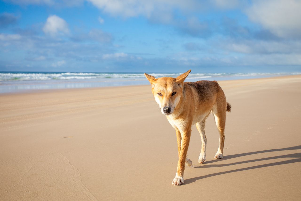 Dingo on Fraser Island, Australia