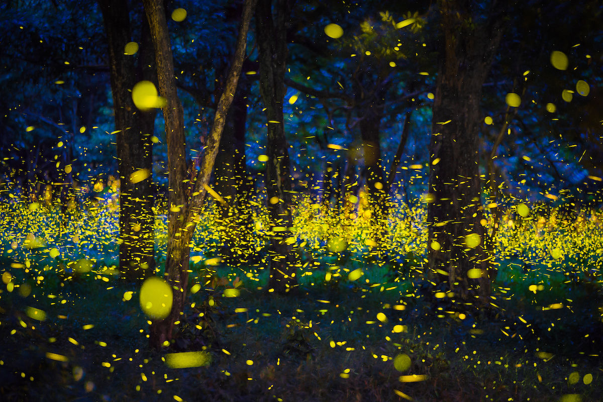 You Can Win a Pass To See the Greatest Fireflies Show of the Year at