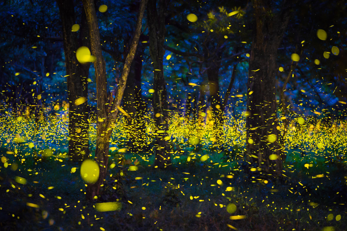 Fireflies Smoky Mountains 2024 Eran Odella