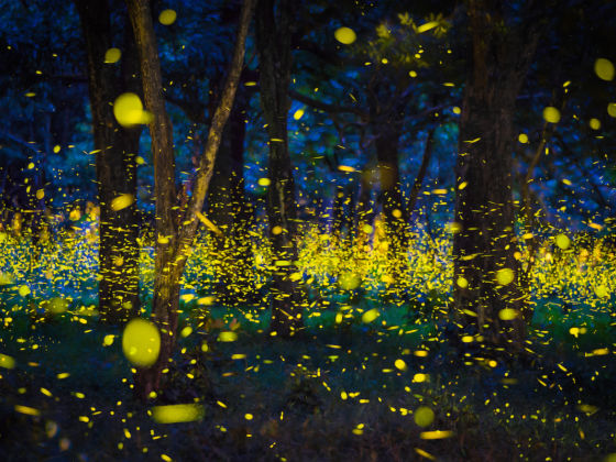 You Can Win a Pass To See the Greatest Fireflies Show of the Year at ...