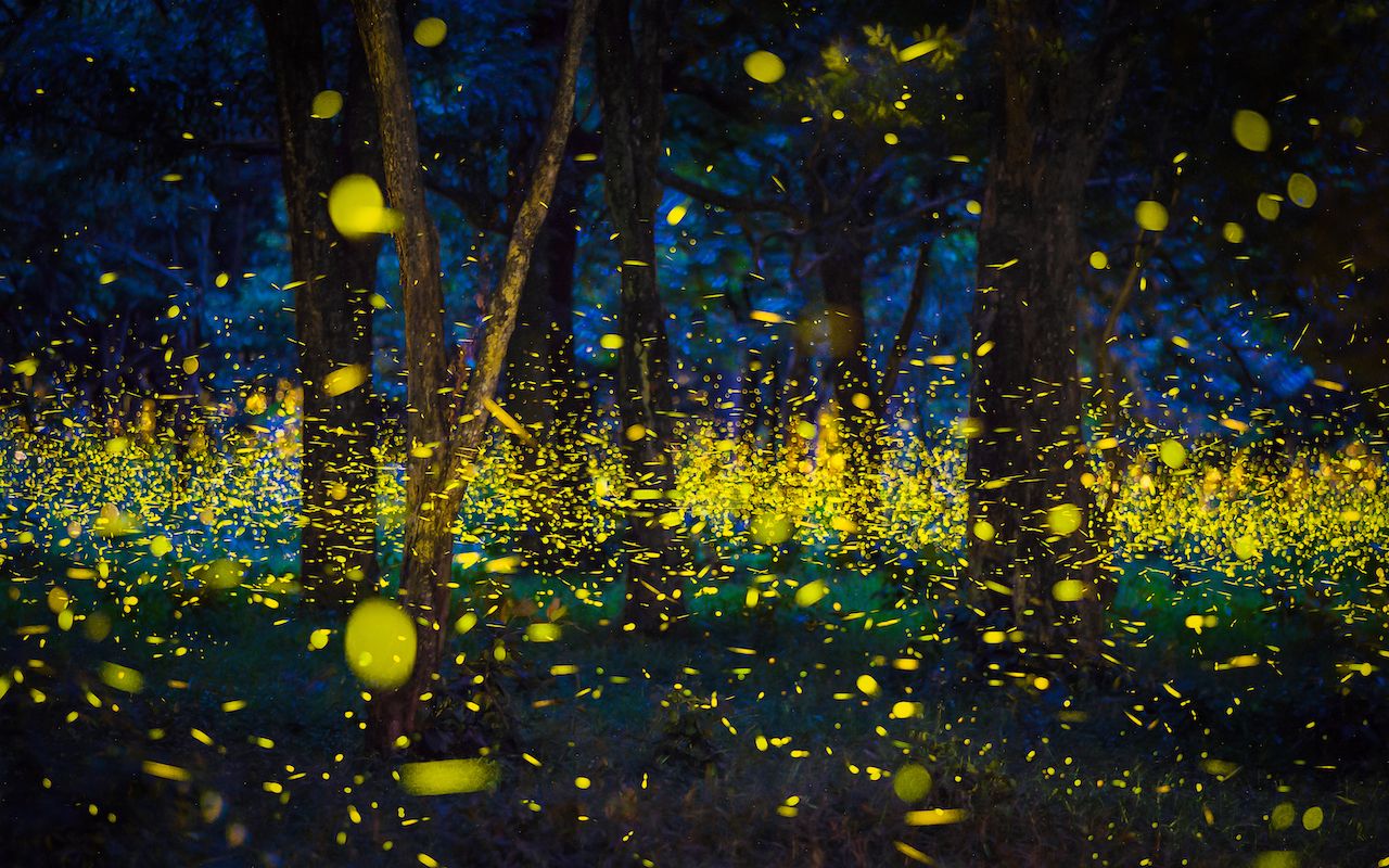 You Can Win a Pass To See the Greatest Fireflies Show of the Year at ...