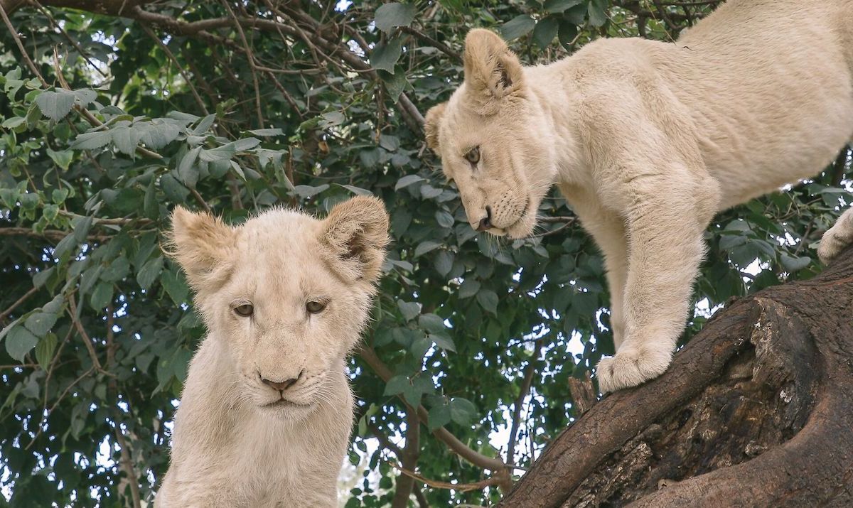 So Cute! Lion Cubs Try to Roar Just Like Their Dad [Video], image size:1200x715