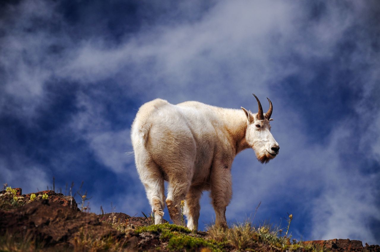 How to Save the Wildlife of Washington’s Olympic National Park