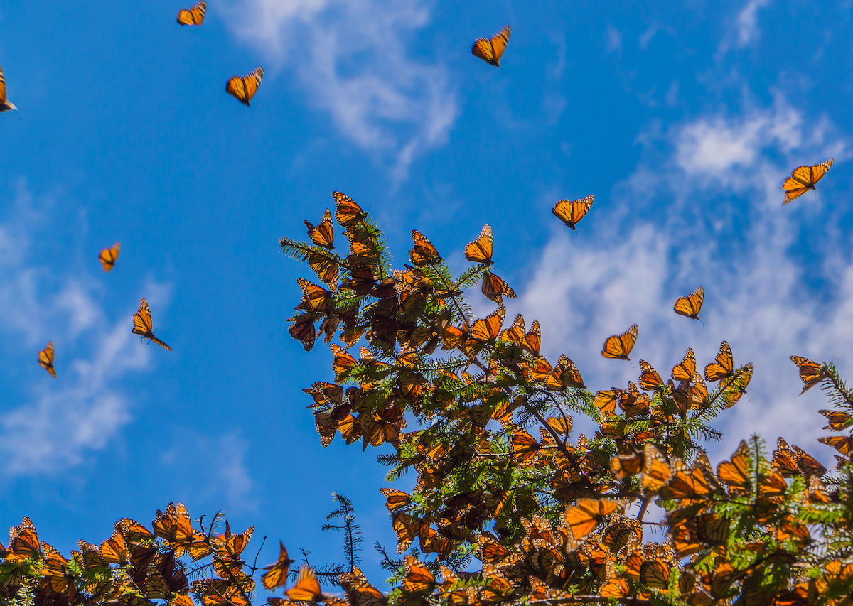 300 Million Butterflies to Descend on Texas