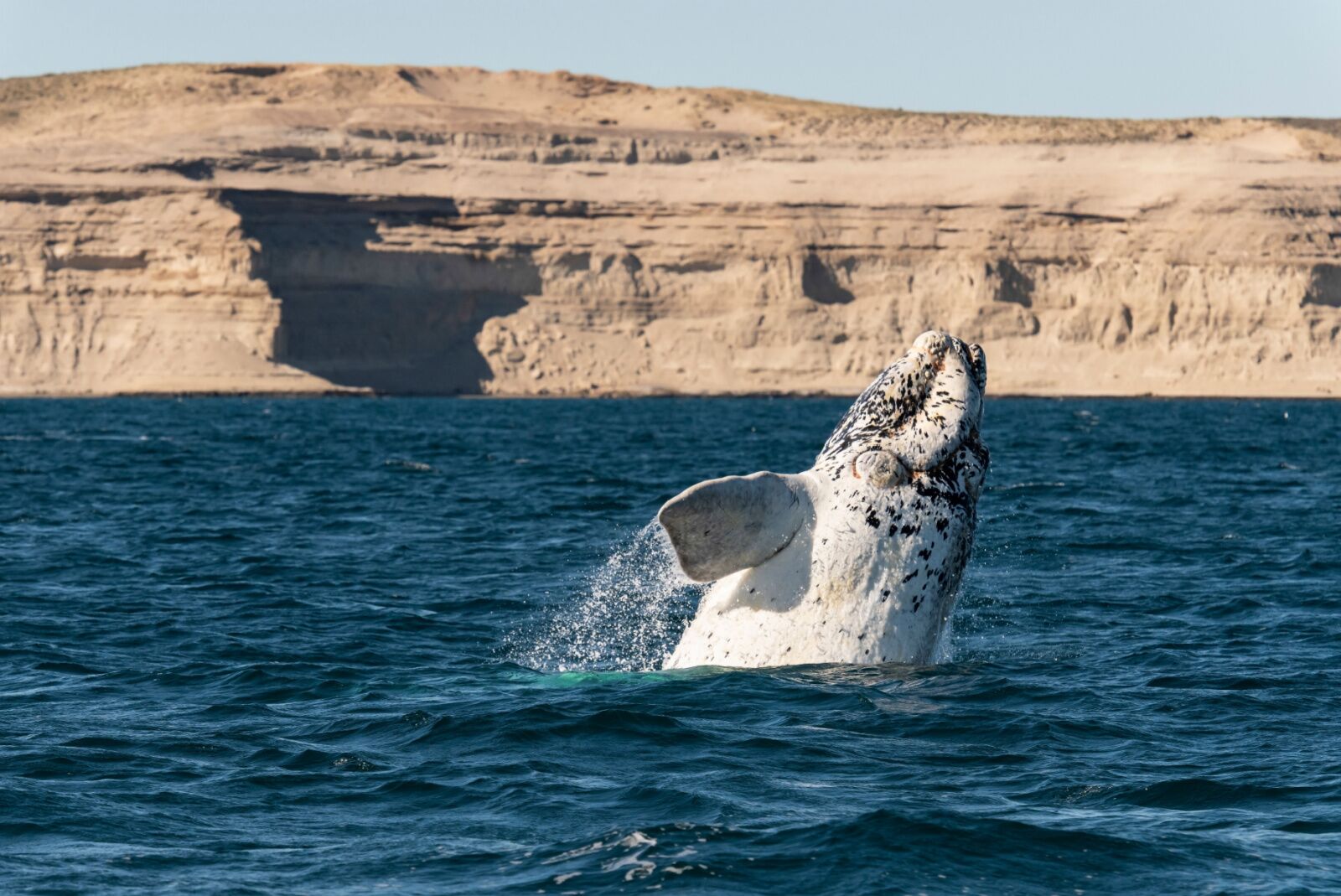 whale jumping in valdes peninsula 