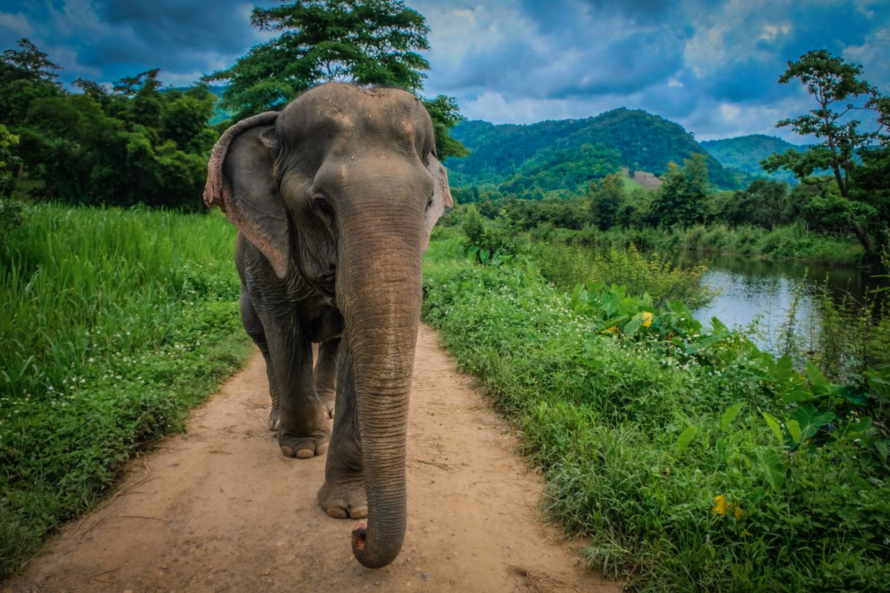 The Best Elephant Sanctuary In Thailand And Other Ethical Wildlife Experiences