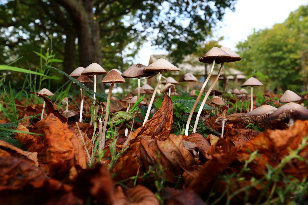 Where Magic Mushrooms Actually Come From