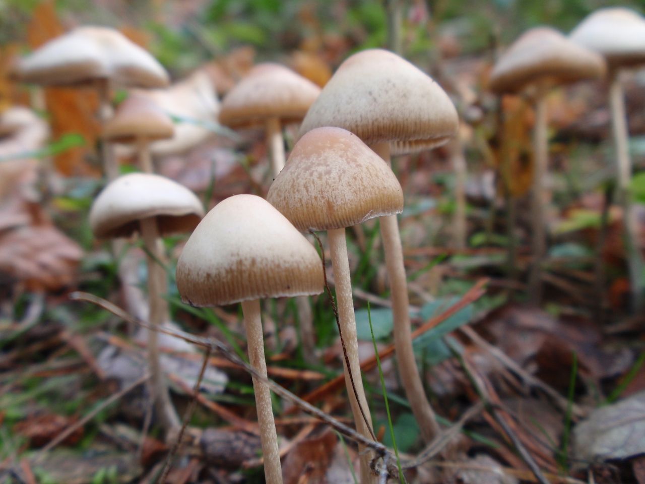 Describing Edible Wild Mushrooms and Tips On Handling