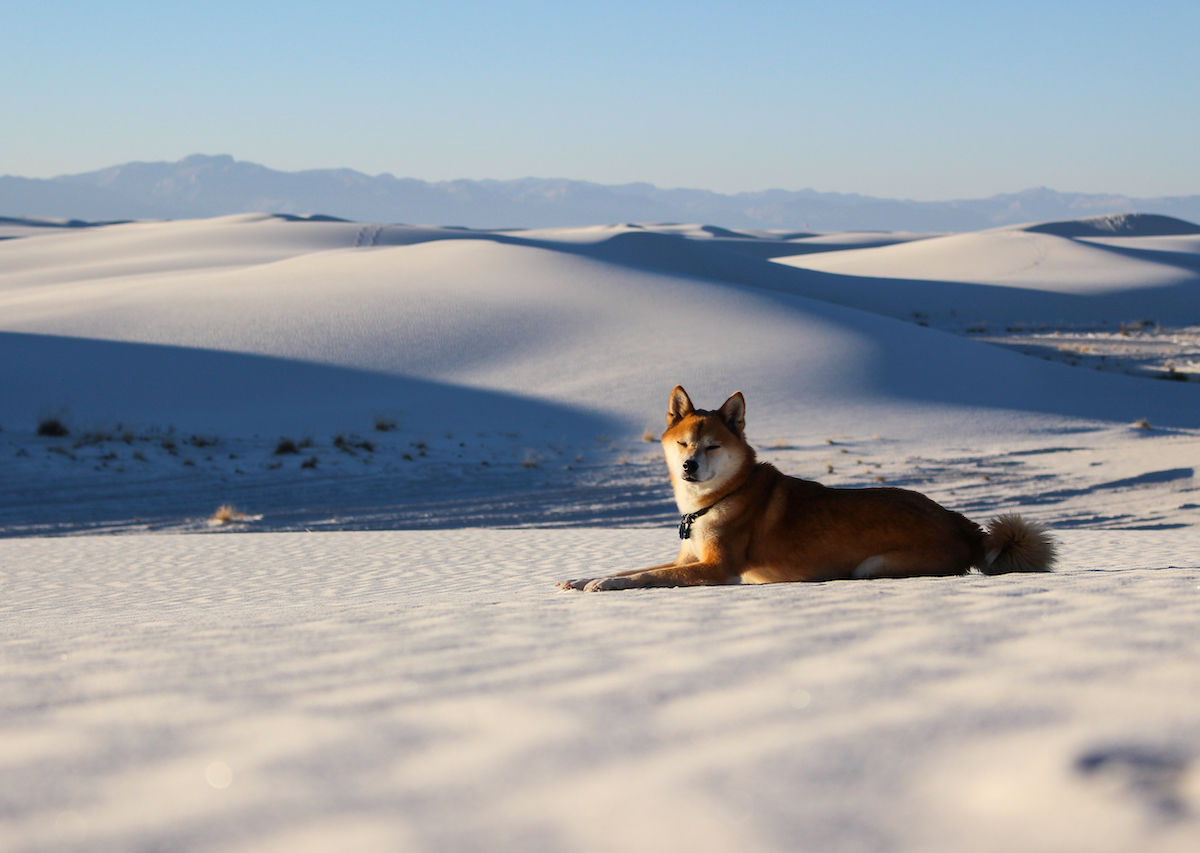 White Sands National Monument with your dog