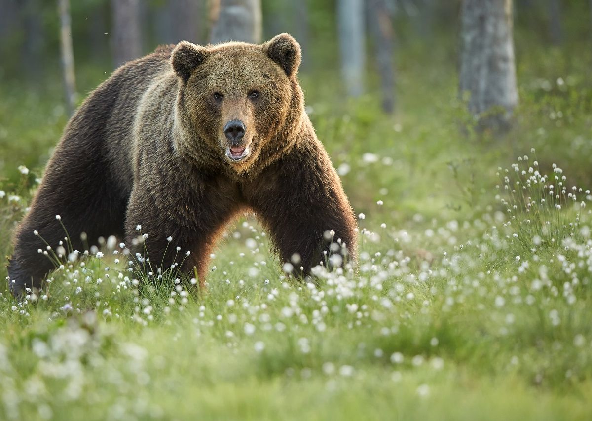 Man Survives Bear Attack and Captivity Inside Den in Russia