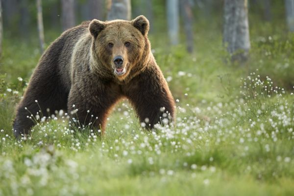 Man Survives Bear Attack and Captivity Inside Den in Russia