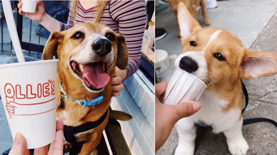 dog ice cream places near me