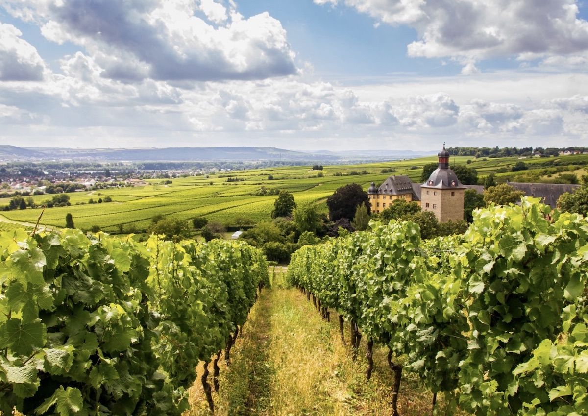 Visiting Germanys Rheingau Wine Region Guide And Best Riesling Tastings