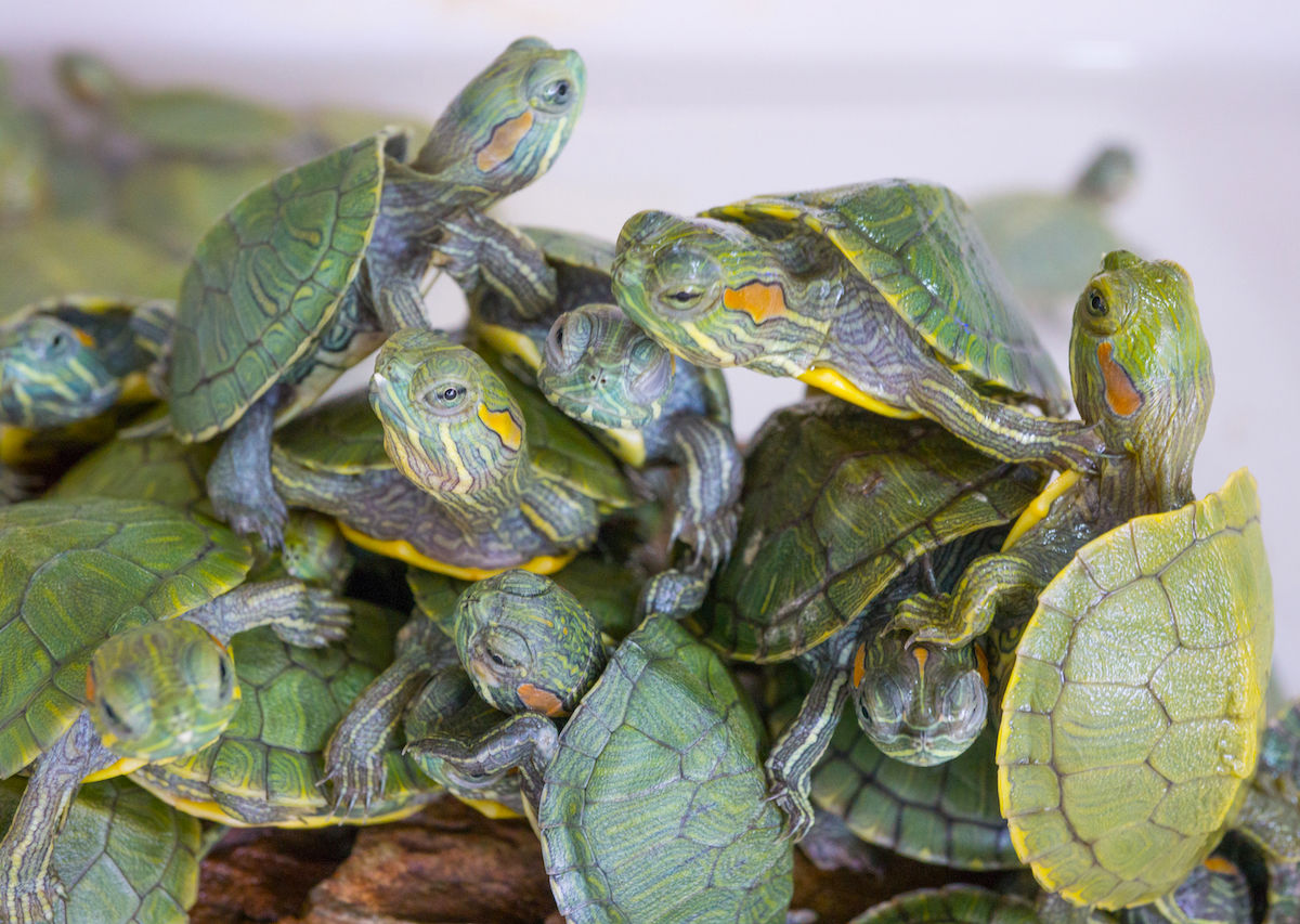 Thousands of Smuggled Turtles Seized at Malaysia Airport