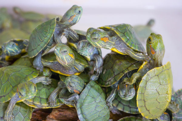 Thousands of Smuggled Turtles Seized at Malaysia Airport