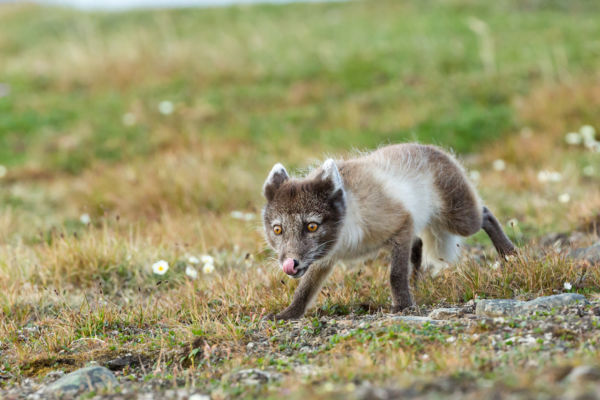 Arctic Fox Walks From Norway to Canada