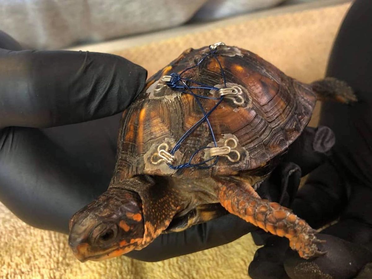 Bra Clasps Used to Help Repair Broken Turtle Shells
