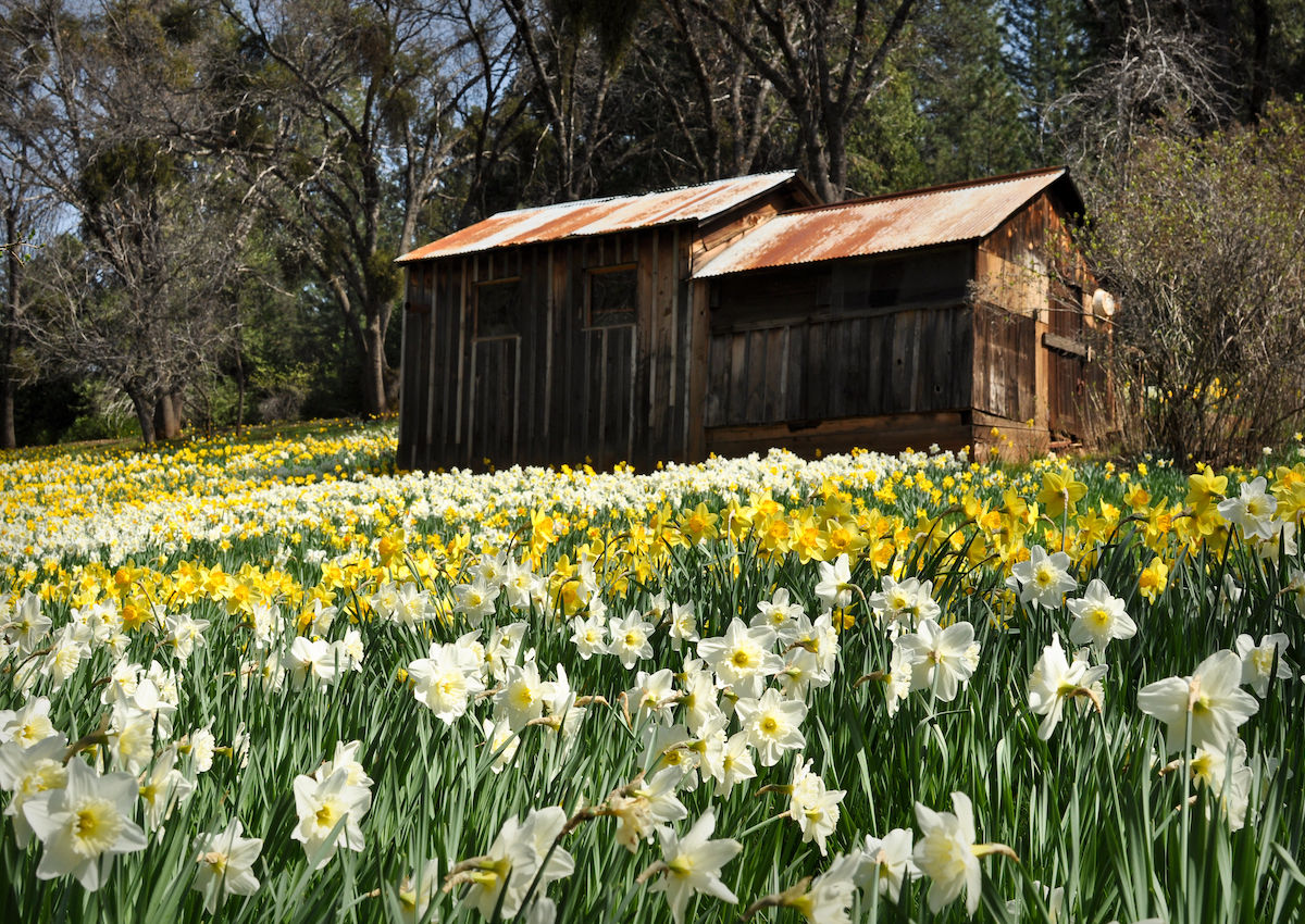 Daffodil Hill Closed Due To Overtourism