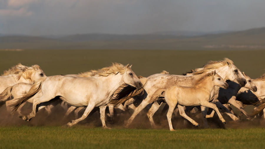 Where To See Wild Horses