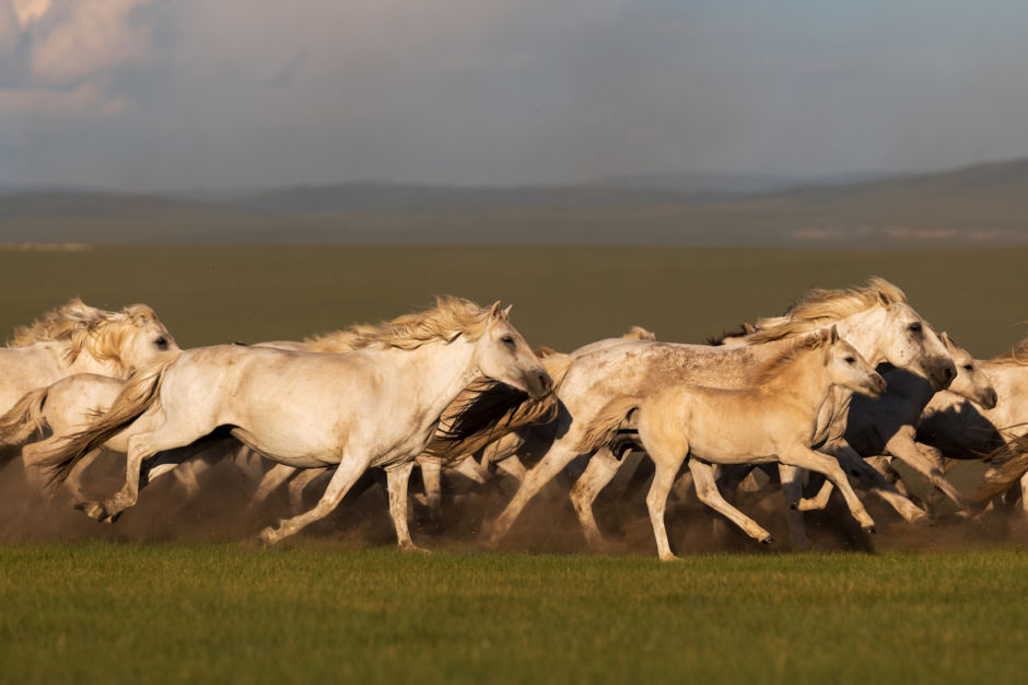 How many wild horses are left in the united states