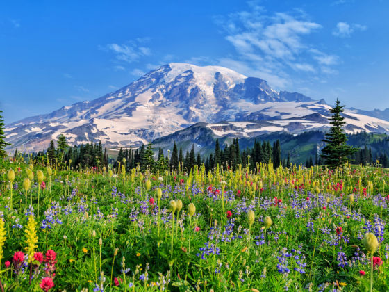 Forest Wildflowers - White - Mount Rainier National Park (U.S. National  Park Service)